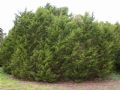 Juniperus phoenicea